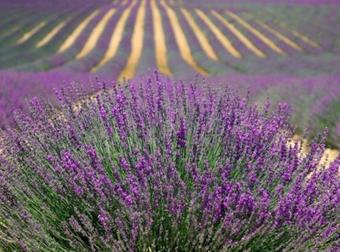 Hostal Rural Cumbres De Castilla