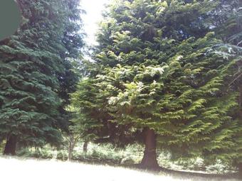 Bed & Breakfast Chalet Les S�quoias