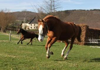 Apartamentos Mangs-hof
