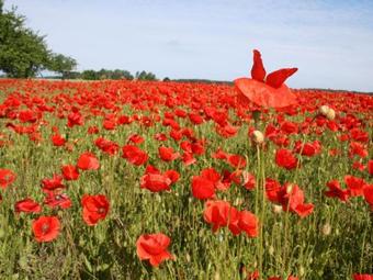 Cosy Holiday Home In Tessin With Terrace
