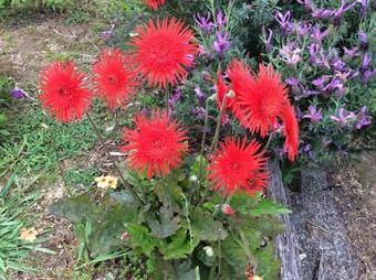 Bed & Breakfast Brockies B N B