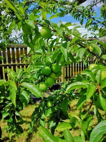 Villa Waihi Wonderland