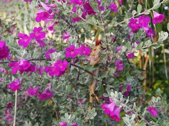 Hotel Hula Hula Beachfront Phu Quoc