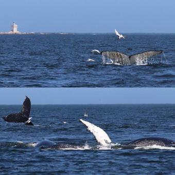 Bed & Breakfast Musselcracker Bnb