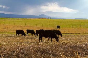 Agroturismo Leopard's Lair