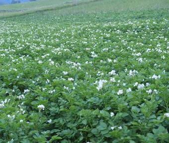 Agroturismo Farm Pri Flandru