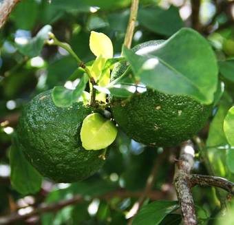 Bed & Breakfast Daniella's Bungalows