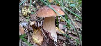 Agroturismo Guesthouse On The Lake With Bathhouse 70 Km From Kiev