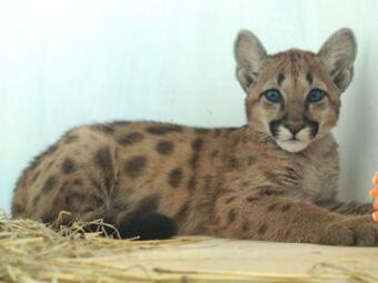 Posada Mini Hotel Leon