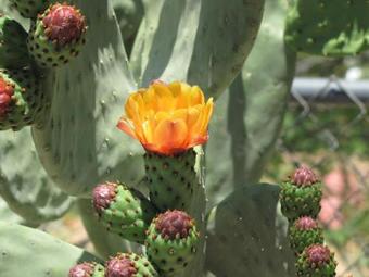 Hotel Stagecoach Suites