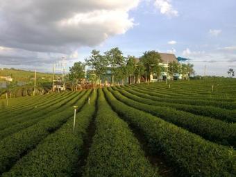 Thi�n ???ng S?ng ?o - Long Dinh Tea