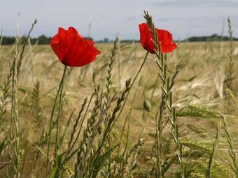 Spacious Apartment With Garden In Lubberstorf Germany