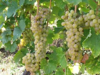 Hostal Paulay Borh�z �s Vend�gh�z