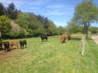 Posada Gasthaus Metzgerei Pension Ma�em