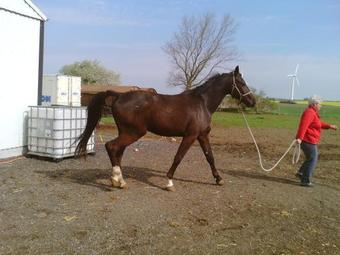 Bed & Breakfast Svalegaarden Guesthouse