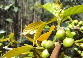 Agroturismo Tri Woods Plantation Farm Stay