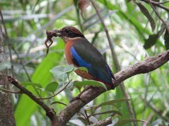 Nature Camp Bhitarkanika Retreat