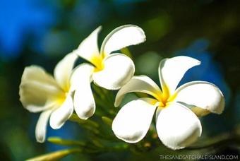 Hotel The Sands At Chale Island