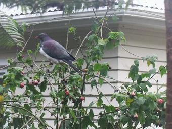 Agroturismo Kingfisher Paradise