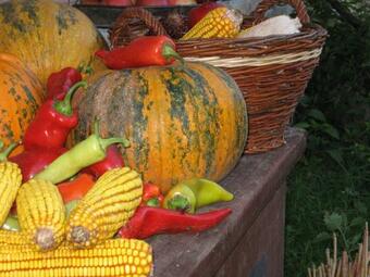 Apartamento Ciconia Nigra Rooms