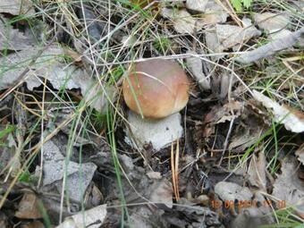 Bed & Breakfast Guest House Danaya