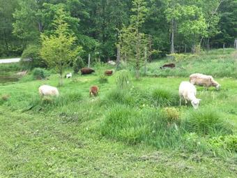 Tentrr – Hill Top Camp