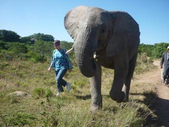 Lodge Inkwenkwezi Private Game Reserve