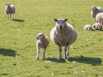 The Cottage, Stoke-on-trent