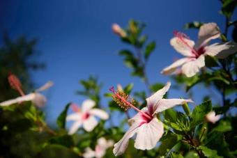 Apartamento Pefkides