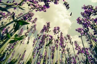 Hostal Levendula Vend�gh�z