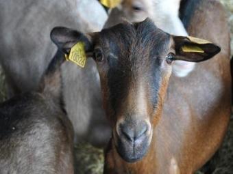 House Le G�te Du Colombier 3