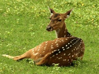 Hotel Explorer By Mahoora - Wasgamuwa ( All-inclusive)