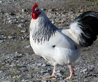 Agroturismo Blue Spur Farmstay - Eco Home