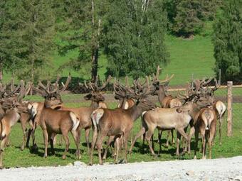 Hotel Baza Otdikha Zaimka Kamza