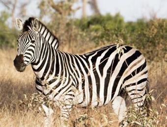 Tented Adventures Pretoriuskop Rest Camp