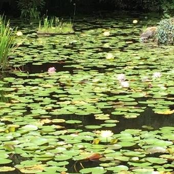 Hitoyoshi Onsen Nabeyahonkan