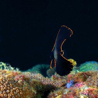 Hotel Deluna Diving Resort