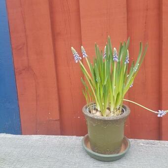 Innerg�rdens Bed And Breakfast