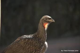 Lodge Pousada Vale Do Horizonte