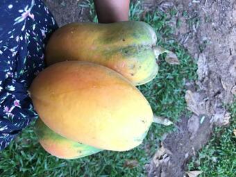 Banboran Plantation Pool Villa