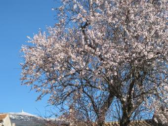 L'hirondelle Bedoin