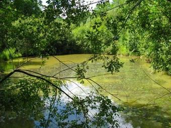 Heron Cottage, Beaworthy