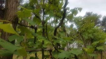 Hostal Seaside Shekvetili