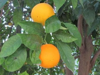 Apartamento Artemis Appartments