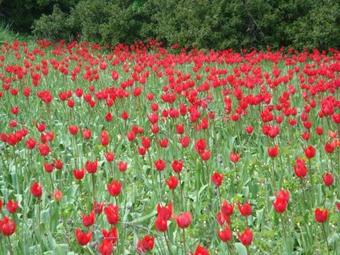Almiriki Vessa Traditional House