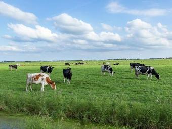 Cozy Holiday Home Near Sea In Pingjum