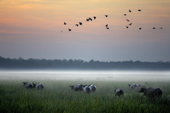 Hotel Bamurru Plains - All Inclusive