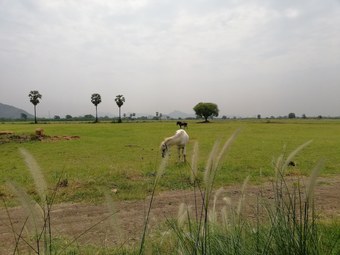 Hotel Wanlapa Farmstay