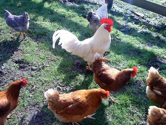 Golden Caves Bed And Breakfast