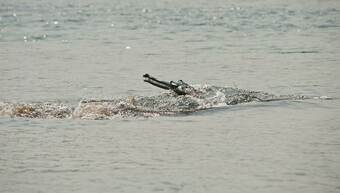 Hotel Tharu 20for7 Holiday House